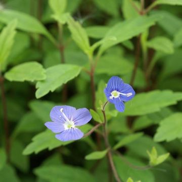 Veronica umbrosa Georgia Blue - Véronique rampante