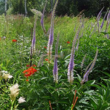 Veronicastrum sibiricum - Sibirischer Ehrenpreis