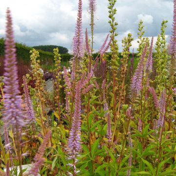 Veronicastrum virginicum Adoration - Virginischer Arzneiehrenpreis