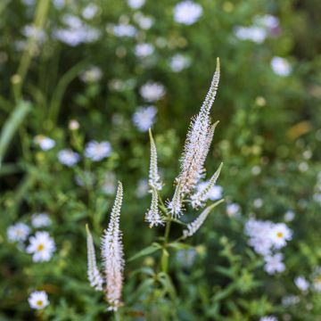 Veronicastrum virginicum Diane - Virginischer Arzneiehrenpreis