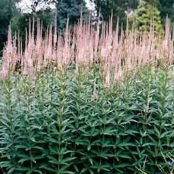 Veronicastrum virginicum Pink Glow - Virginischer Arzneiehrenpreis