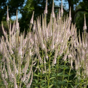 Veronicastrum virginicum Pink Glow - Virginischer Arzneiehrenpreis