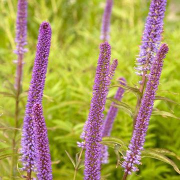 Veronicastrum virginicum Red Arrows - Virginischer Arzneiehrenpreis