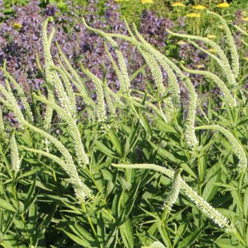 Veronicastrum virginicum Spring Dew - Virginischer Arzneiehrenpreis