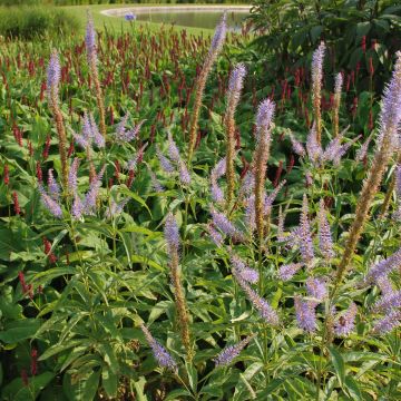 Veronicastrum virginicum Temptation - Virginischer Arzneiehrenpreis