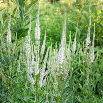 Veronicastrum virginicum var. album - Virginischer Arzneiehrenpreis