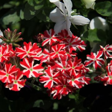 Verbena peruviana Firehouse Peppermint - Peruanisches Eisenkraut