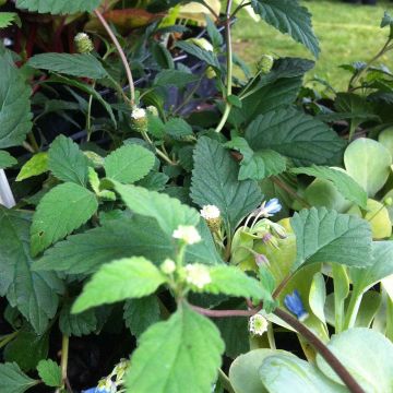 Aztekisches Süßkraut - Lippia dulcis