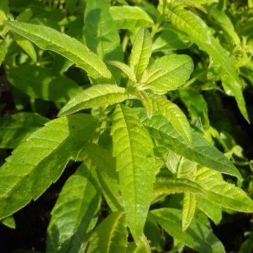 Zitronenstrauch - Aloysia triphylla