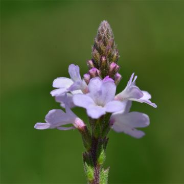 Echtes Eisenkraut Bio - Verbena officinalis