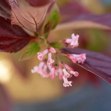 Bodnant-Winterschneeball Sweet Talker - Viburnum bodnantense x suspensum