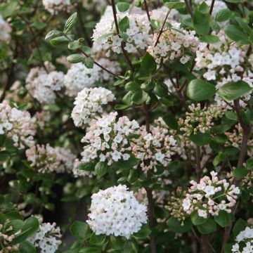 Oster-Schneeball Ann Russell - Viburnum burkwoodii