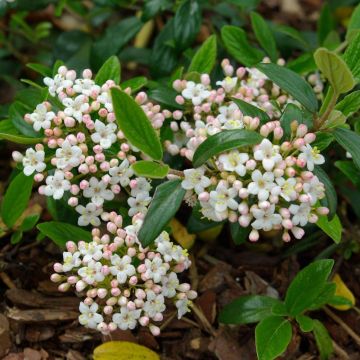 Oster-Schneeball Conoy - Viburnum burkwoodii