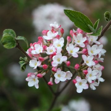 Oster-Schneeball Mohawk - Viburnum burkwoodii