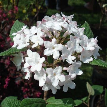 Koreanischer Duft-Schneeball Aurora - Viburnum carlesii