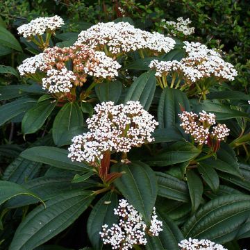 Immergrüner Kissen-Schneeball - Viburnum davidii