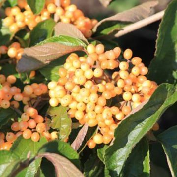 Breitdoldiger Schneebal Michael Dodge - Viburnum dilatatum