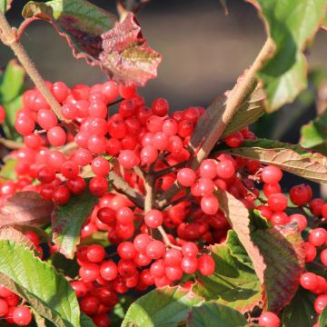 Breitdoldiger Schneebal Sealing Wax - Viburnum dilatatum