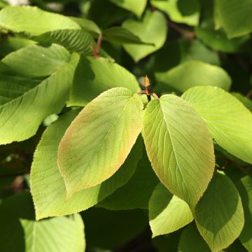 Schneeball furcatum - Viburnum