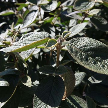 Wolliger Schneeball Mohican - Viburnum lantana