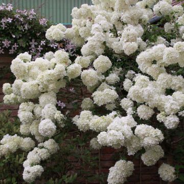 Großblumiger Schneeball Happy Fortuna - Viburnum macrocephalum