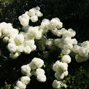 Großblumiger Schneeball - Viburnum macrocephalum