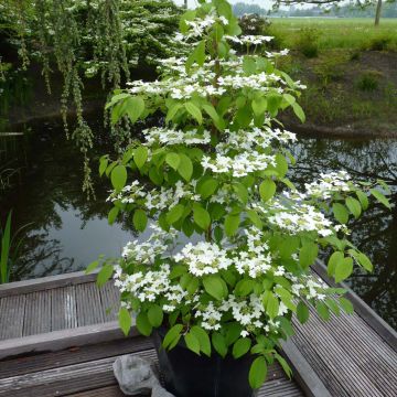 Japanischer Schneeball Kilimanjaro - Viburnum plicatum