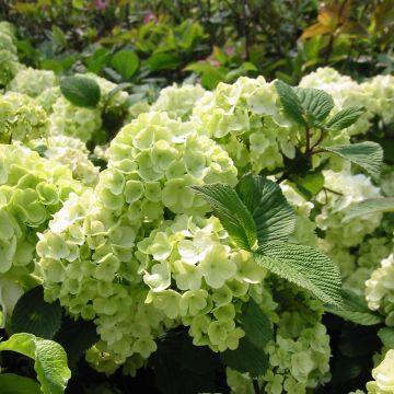 Viorne - Viburnum plicatum Rotundifolium