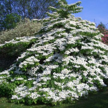 Japanischer Schneeball Tomentosum - Viburnum plicatum