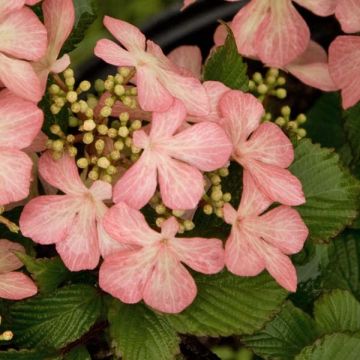 Japanischer Schneeball Pink Beauty - Viburnum plicatum