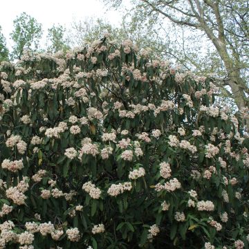 Runzelblättriger Schneeball - Viburnum rhytidophyllum