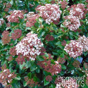 Lorbeerblättriger Schneeball Gwenllian - Viburnum tinus