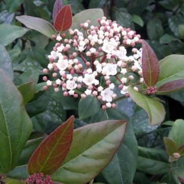 Lorbeerblättriger Schneeball Purpureum - Viburnum tinus