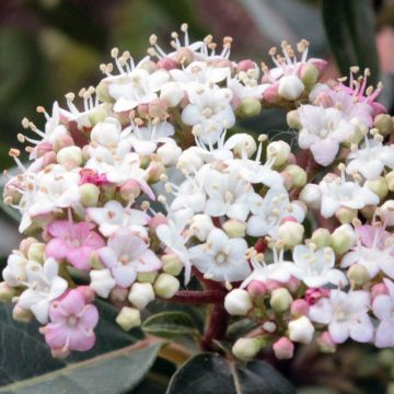 Lorbeerblättriger Schneeball Spirit - Viburnum tinus