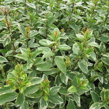 Laurier Tin - Viburnum tinus Variegatum