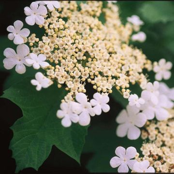 Amerikanischer Schneeball Wentworth - Viburnum trilobum