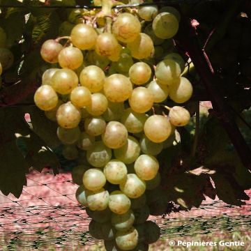 Weinrebe Madeleine Royale