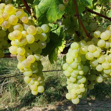 Weinrebe Chasselas De Fontainebleau