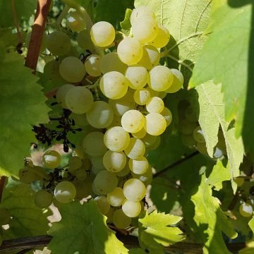 Vigne Chasselat Cioutat