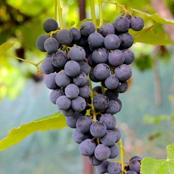 Vigne Muscat Rouge De Madere