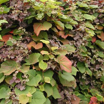 Vigne d'ornement - Vitis coignetiae Sunning Dale