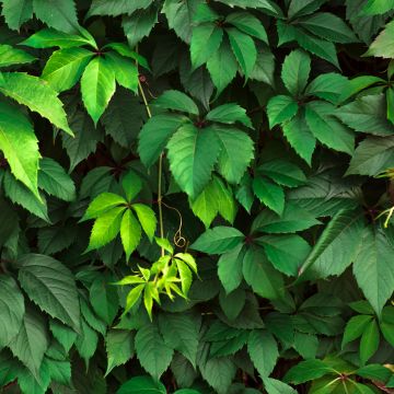 Gewöhnliche Jungfernrebe - Parthenocissus viteacea