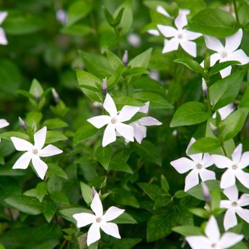 Vinca major Alba - Grande Pervenche blanche