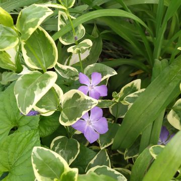 Vinca major Variegata - Grande Pervenche panachée