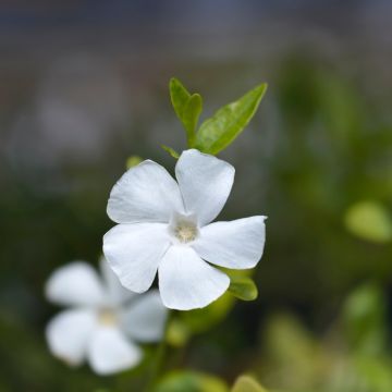 Kleines Immergrün Elisa - Vinca minor