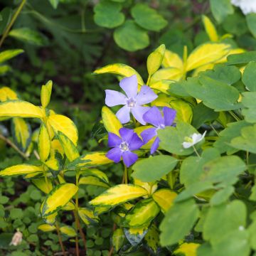 Kleines Immergrün Illumination - Vinca minor