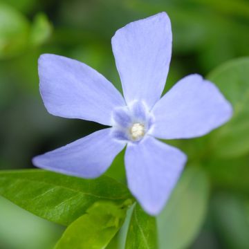 Kleines Immergrün Valentin - Vinca minor