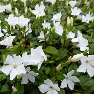 Kleines Immergrün White Power - Vinca minor