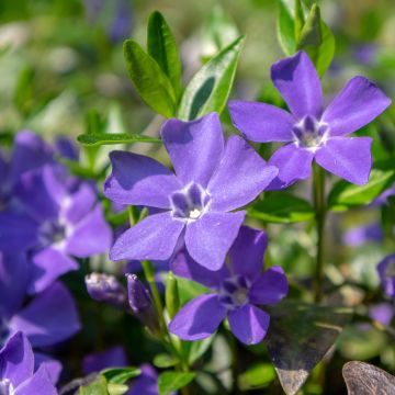 Kleines Immergrün - Vinca minor