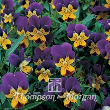 Viola tricolor (Samen) - Gewöhnliches Stiefmütterchen